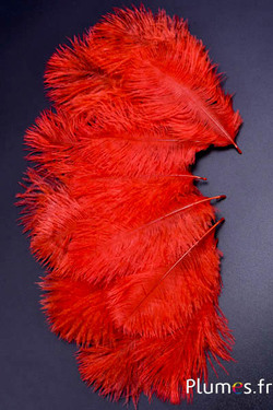 Struisvogel Bellies -8-13 cm - bloedoranje